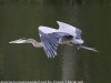 great blue heron (19 of 34)