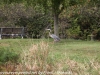 great blue heron (2 of 34)
