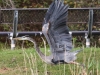 great blue heron (5 of 34)