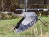 great blue heron (6 of 34)