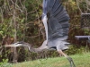 great blue heron (7 of 34)