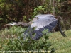 great blue heron (8 of 34)