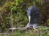 great blue heron (9 of 34)