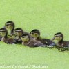 PPL-Wetlands-birds.-15-of-27