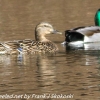 PPl-Wetlands-birds-16-of-46
