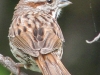 PPL wetlands  sparrow- 2 (1 of 1).jpg