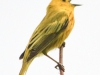 PPL wetlands yellow warbler 4 (1 of 1).jpg