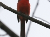 PPL Wetlands cardinal (1 of 1)