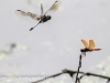 PPL Wetlands dragonflies 119 (1 of 1).jpg