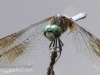 PPL Wetlands dragonflies 123 (1 of 1).jpg