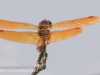PPL Wetlands dragonflies 129 (1 of 1).jpg