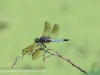 PPL  Wetlands dragonfly 019 (1 of 1).jpg