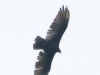 PPL Wetlands turkey vulture (1 of 1).jpg