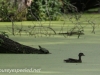 PPl Wetlands duck and turtle (1 of 1).jpg