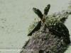 PPl Wetlands turtle 074 (1 of 1).jpg