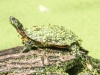 PPl Wetlands turtle 114 (1 of 1).jpg