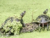 PPl Wetlands turtle 116 (1 of 1).jpg