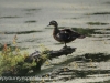 PPl Wetlands wood duck 059 (1 of 1).jpg