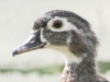 PPl Wetlands wood duck 061 (1 of 1).jpg