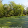 PPL-Wetlands-11-of-49