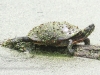 PPL Wetlands turtle (1 of 1).jpg