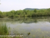 PPL wetlands  (15 of 18).jpg