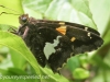 PPL wetlands moth (1 of 1).jpg