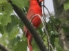 PPL Wetlands cardinal (1 of 1).jpg