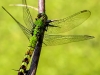PPL Wetlands dragonfly (1 of 1).jpg