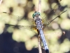 PPL Wetlands dragonfly 2 (1 of 1).jpg