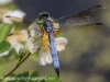 PPL Wetlands dragonfly 3 (1 of 1).jpg