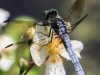 PPL Wetlands dragonfly 4 (1 of 1).jpg