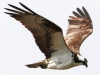 PPL Wetlands Osprey  (10 of 19)