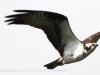 PPL Wetlands Osprey  (11 of 19)
