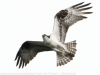 PPL Wetlands Osprey  (14 of 19)
