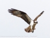 PPL Wetlands Osprey  (4 of 19)