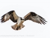 PPL Wetlands Osprey  (5 of 19)