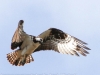 PPL Wetlands Osprey  (6 of 19)