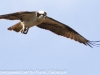PPL Wetlands Osprey  (7 of 19)