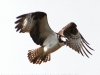 PPL Wetlands Osprey  (8 of 19)
