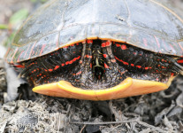 Painted turtle claw -2