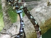 PPL Wetlands dragonfly 3 (11 of 11)