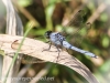 PPL Wetlands dragonfly 3 (3 of 11)