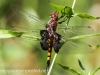 PPL Wetlands dragonfly 3 (4 of 11)