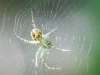 PPL Wetlands spider  (1 of 1)