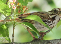PPL Wetlands sparrow -1