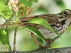 PPL Wetlands sparrow -1