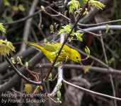 PPL Wetlands yellow warbler April 30 2016