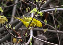 Yellow warbler -1