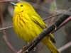 Yellow warbler -10